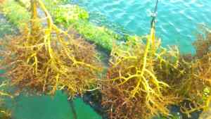 Miguel Carpio señaló que Venezuela se ha convertido en exportador de algas marinas