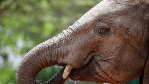 El elefante que destruyó la pared de una casa en Tailandia regresó e invadió otro hogar