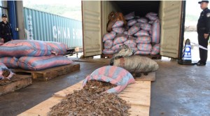 China decomisó dos toneladas de escamas de pangolín de contrabando