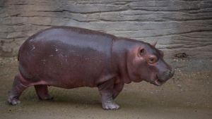 Un hipopótamo bebé es la nueva atracción de un zoológico mexicano (FOTOS)