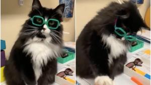 Truffles, la gata de Pensilvania que ayuda a los niños a no acomplejarse por usar lentes