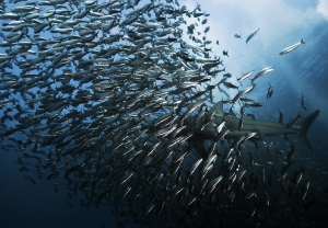 La increíble y fascinante “carrera de sardinas” en el océano Índico (FOTO)