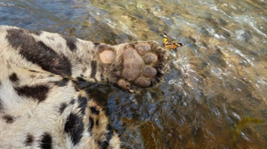 Horror en Brasil: Lanzaron de un puente a jaguar vital para preservar la especie