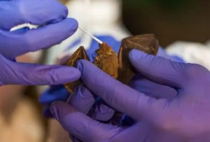 Alerta en Reino Unido: Científicos detectaron en murciélagos un nuevo coronavirus