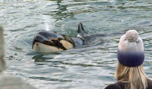 Murió en Nueva Zelanda orca bebé tras fallida búsqueda de su madre