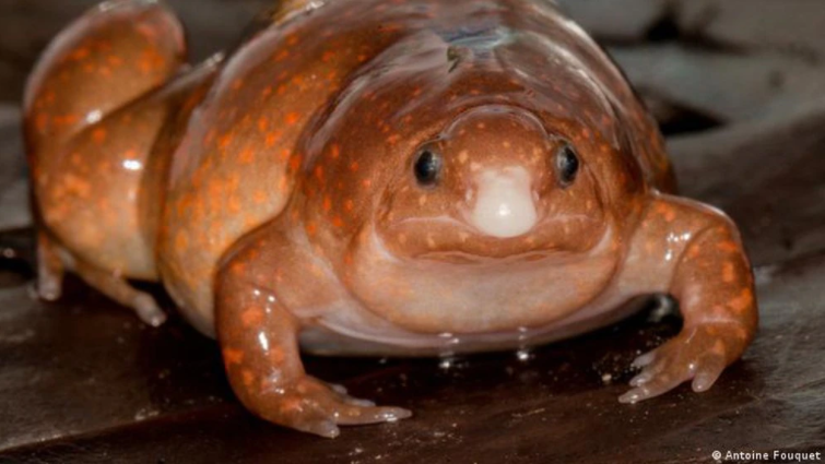 La curiosa “rana zombie” en el Amazonas que solo emerge de la tierra cuando llueve