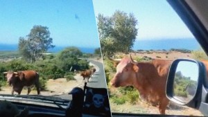 La insólita reacción de una vaca cuando le preguntaron una dirección (VIDEO + JAJAJA)