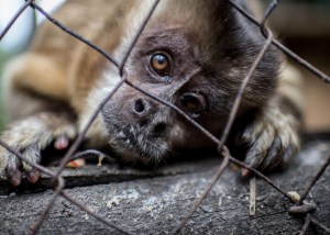 El tráfico de animales salvajes será considerado como “crimen organizado” en Hong Kong
