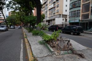 El chavismo investigará a Fospuca por tala de árboles en Chacao y Baruta