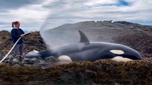 ¡Impresionante! Voluntarios salvaron a una orca varada en rocas frente a  la costa de Alaska (Fotos)