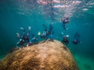 Submarinistas hallan un enorme coral de 400 años en Gran Barrera australiana