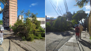¿Aló, Erika Farías? Un árbol se cayó en plena avenida de Catia obstaculizando el paso vehicular y peatonal #11Ago (FOTOS)