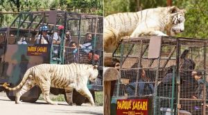 Muere una mujer en un zoológico en Chile tras ser atacada por un tigre