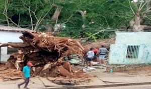 Desplome de un árbol dejó al menos 20 personas damnificadas en Anzoátegui (Fotos)