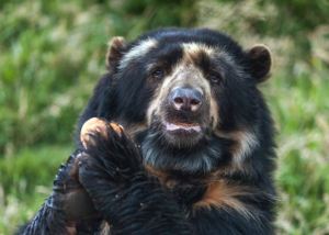 El único oso autóctono suramericano ya tiene territorio protegido en Venezuela