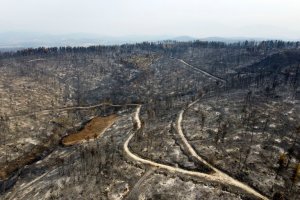 EN FOTOS: Incendios en Grecia causaron un “desastre ecológico” sin precedentes