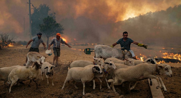 “Fue como una bomba”: Un granjero turco cuenta cómo vio morir quemada a su vaca