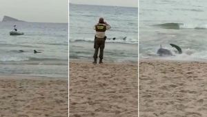 ¡SUSTO! Un enorme tiburón azul obligó a bañistas a desalojar una playa en España (Video)