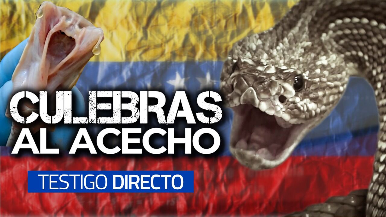 Testigo Directo: Alerta en Venezuela por serpientes asesinas (Video)