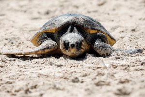¿Por qué las tortugas viven tanto tiempo?