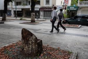 Aseguran que en Caracas no hay tala indiscriminada de árboles