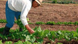 Cedice: Sector agroalimentario solo resurgirá con visión empresarial y respeto a la propiedad
