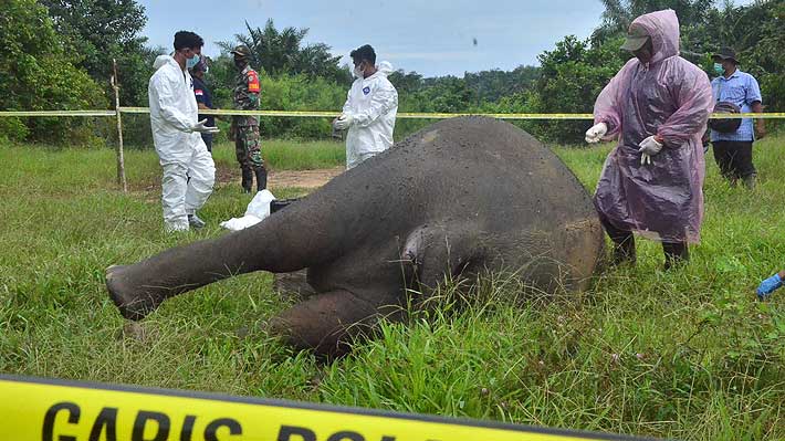 Al menos cinco detenidos por haber decapitado un elefante de Sumatra, especie en peligro de extinción en Indonesia