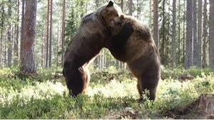 En VIDEO: La impresionante lucha entre dos osos por el control de un territorio