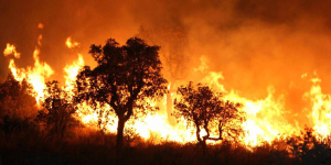 Incendios “provocados” en Argelia dejaron varias personas fallecidas