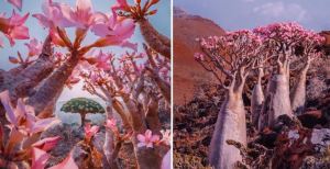 ¡Parece un cuento! FOTOS de la Isla de Socotra, uno de los sitios más aislados del mundo
