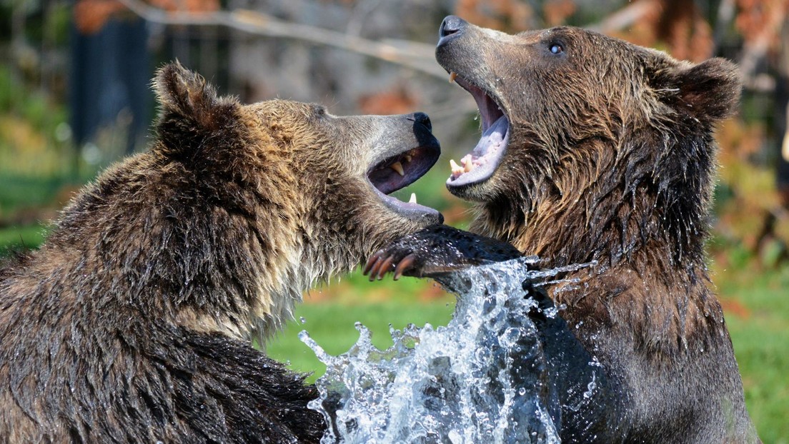 Grabaron desde tres ángulos intensa pelea entre dos osos pardos en Finlandia (Video)