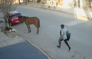 Insólito robo en Argentina: Rompió el vidrió del carro, sacó una silla de bebé y escapó a caballo (VIDEO)