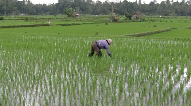 ¿Modificar genéticamente el arroz para adaptarlo a cambio climático?