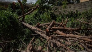 Venezuelan cities are losing one of their treasures: Their trees