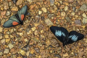 El fotógrafo de mariposas que retrató el universo alado de Colombia