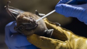 Coronavirus transmitido por murciélagos: Un peligro presente en China y el sureste de Asia durante la pandemia