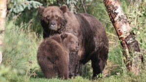 “La semana del oso gordo”: Parque nacional en Alaska puso a competir a sus oseznos más pesados
