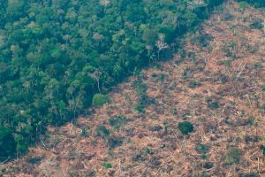 La Amazonía perdió un área equivalente a Chile en 36 años