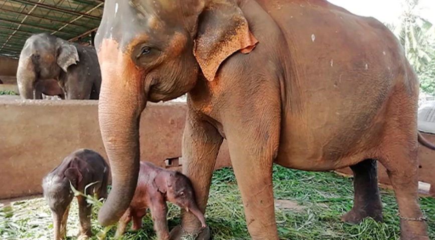 EN VIDEO: Nacen los primeros elefantes gemelos en Sri Lanka en 80 años