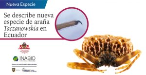 Descubrieron en Ecuador una nueva especie de araña que usa sus largas uñas como cuchillos para cazar
