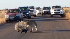 VIRAL: Pelea entre leopardo y puercoespín sorprendió con su resultado final (Video)