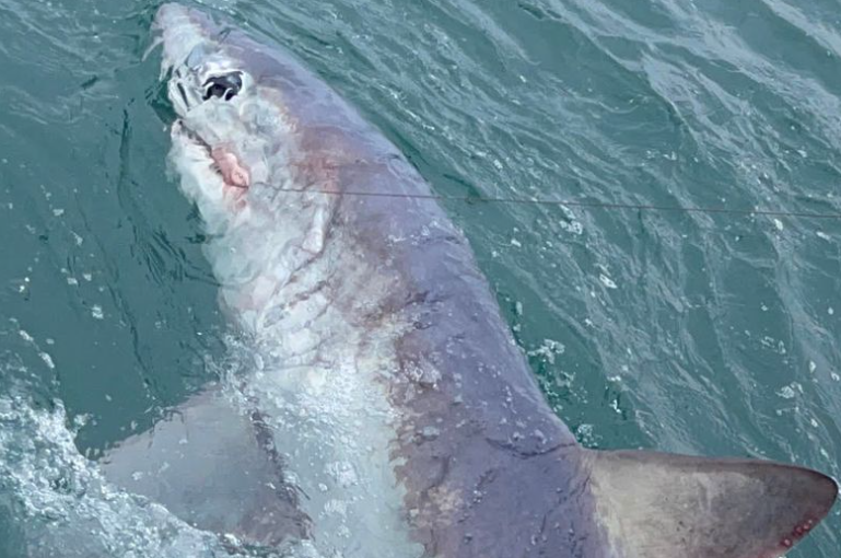 ¡WTF! Un pescador capturó un enorme tiburón monstruo de 2 metros en Reino Unido (Foto)