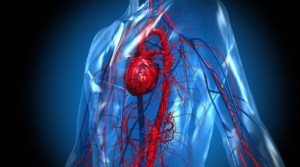 El corazón por dentro luego del Covid-19: Cómo queda el motor de nuestro cuerpo después de tener el virus