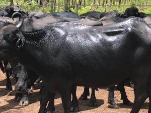 ¡No puede ser! Derrame de petróleo afecta a animales y fincas en el estado Zulia (Fotos + Videos)