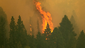 Protegen al ser vivo más grande del mundo del incendio forestal en California