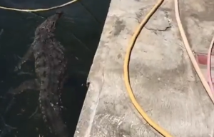 Onsa alertó sobre la presencia de cocodrilos en Higuerote, Carenero y Río Chico (VIDEO)
