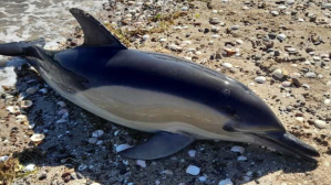 Hallaron al menos 15 delfines muertos en una playa al sur de Argentina