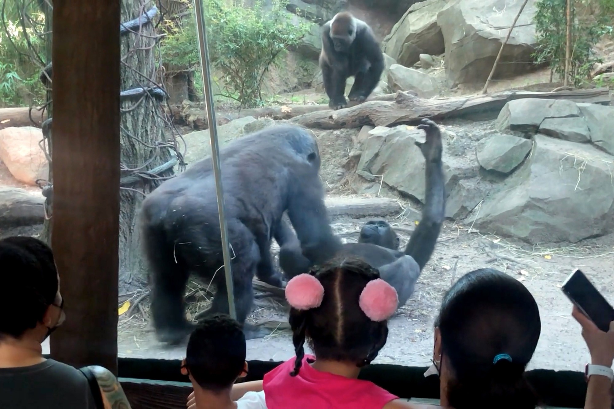 Llamado de la naturaleza: Dos gorilas "prendieron la actos eróticos en zoológico de Bronx