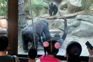 Llamado de la naturaleza: Dos gorilas “prendieron la escena” con actos eróticos en un zoológico de El Bronx