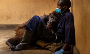 De la más comentada a la foto más triste: Ndakasi, la célebre gorila del Congo murió en brazos de su cuidador